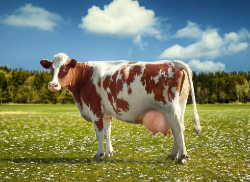 ЗДОРОВОЕ ЖИВОТНОЕ